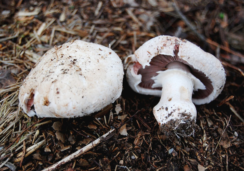 Funghi sul mio terrazzo (Agaricus sp.)